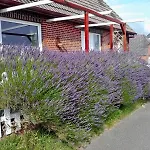 Unser Haus Am Deich - Meerblick Appartement *